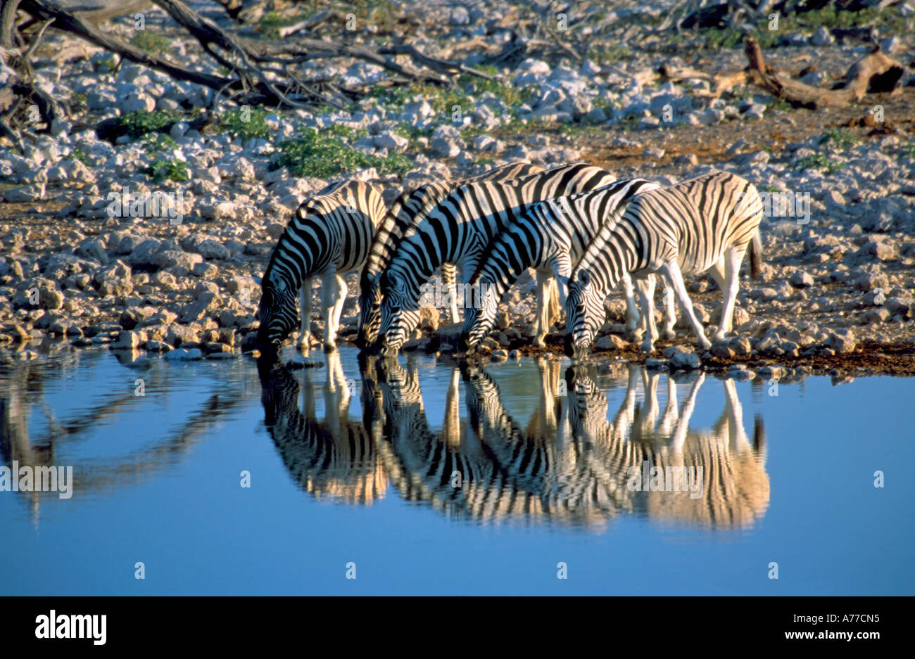 Fünf-Zebra (Equus Quagga) spiegelt sich im Wasser wie sie an einem Wasserloch im Etosha National Park trinken. Stockfoto