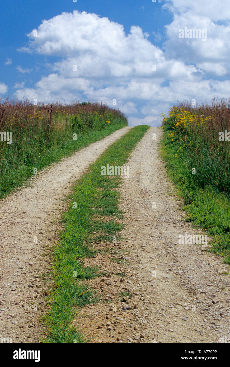 FELDWEG DURCH GEBÜRTIGE GRÄSER WIE BLUESTEM UND GRAU SONNENHUT. LÄNDLICHEN MINNESOTA. AUGUST. Stockfoto