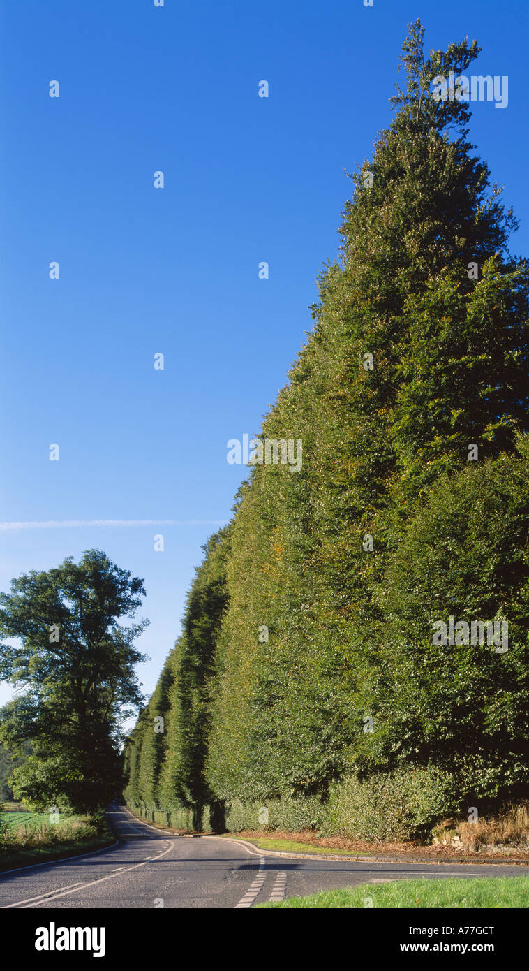 Meikleour Hecke, Perth und Kinross, Schottland, Großbritannien Stockfoto