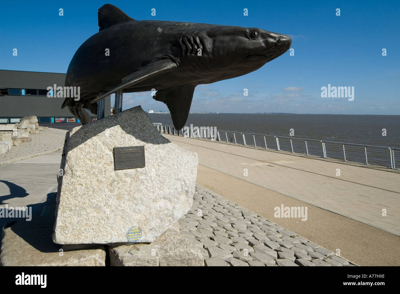 Statue von einem grauen Riffhai Carcharhinus Amblyrhynchos in The Deep Aquarium, in der Stadt Hull, Yorkshire, England, UK Stockfoto