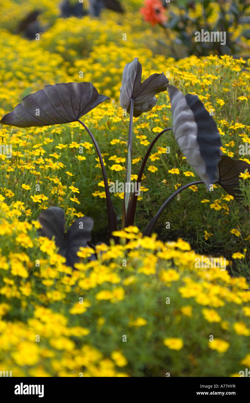 Taro Colocasia Esculenta Schwarzmagie Aronstabgewächse Aronstabgewächse mitten in einem Feld von Signet Ringelblume Tagetes tenuifolia Stockfoto