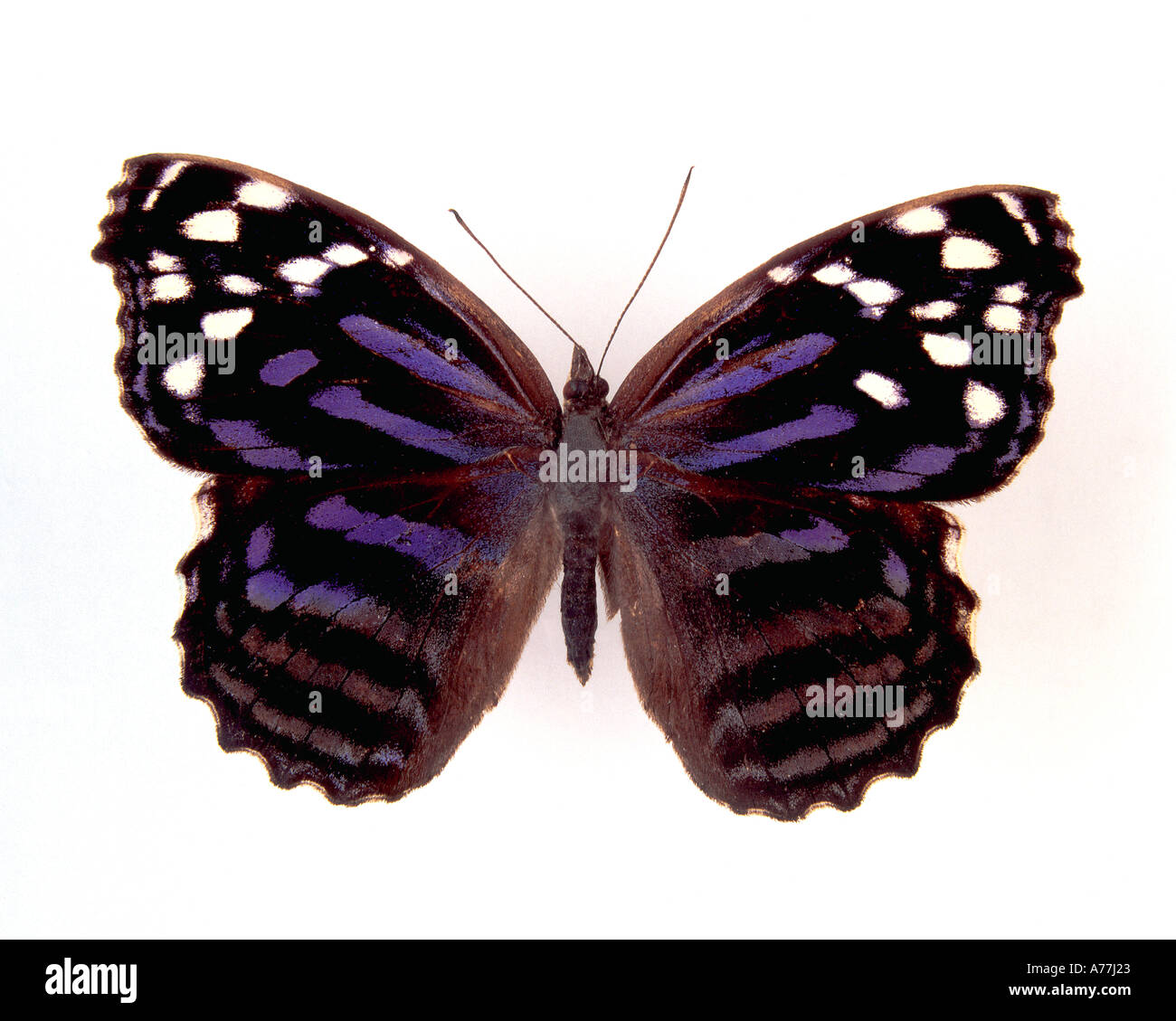 Nahaufnahme von Schmetterling Stockfoto