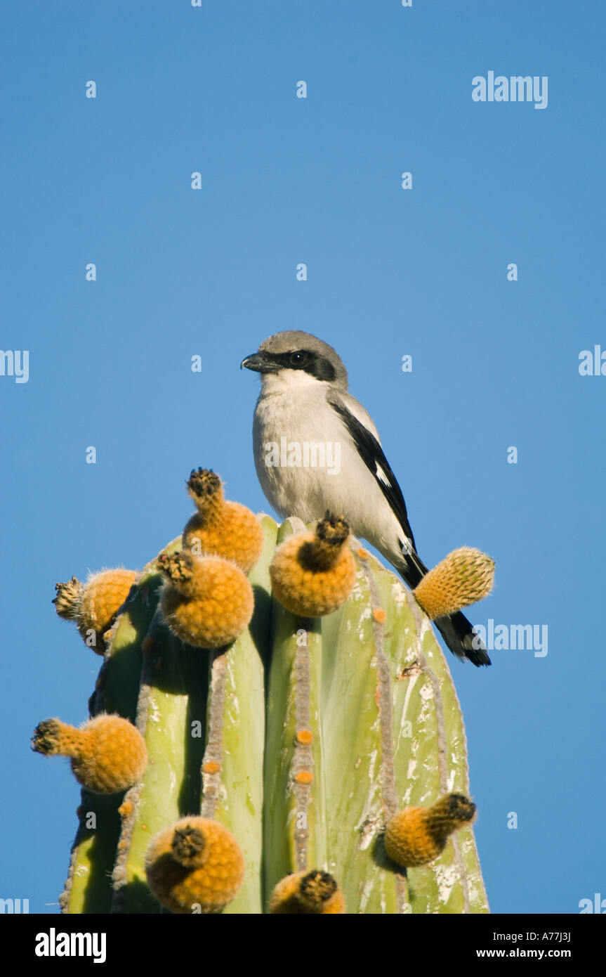 Unechte Würger (Lanius sich) auf Cardon Kaktus, Baja California, Mexiko Stockfoto