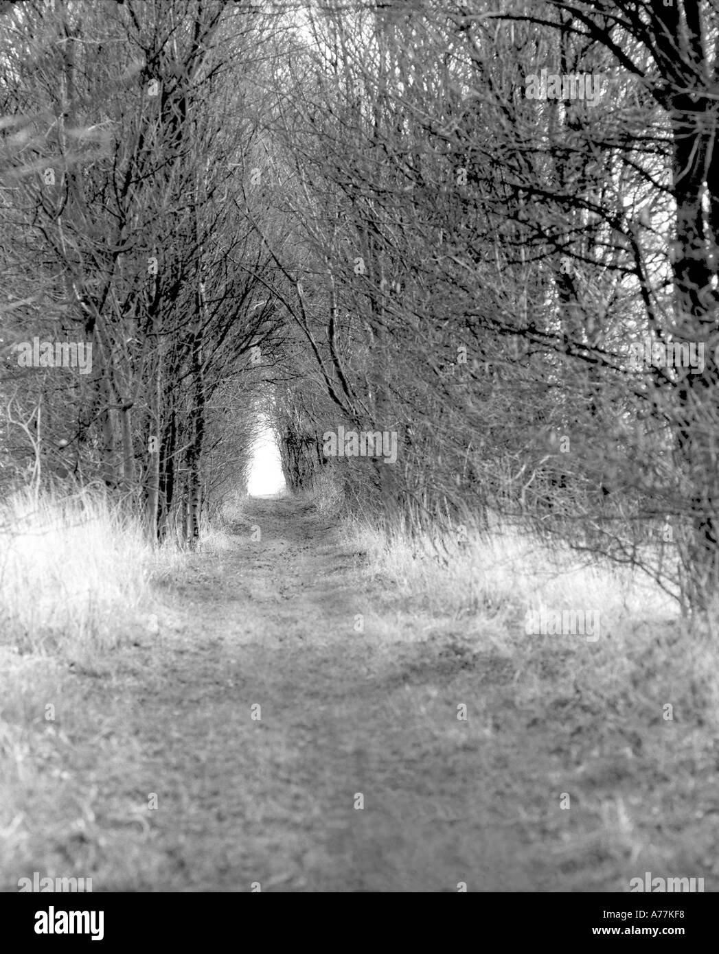 Spur führt ein Spaziergang durch ländliche Waldgebiet mit Ausfahrt in Ferne Stockfoto