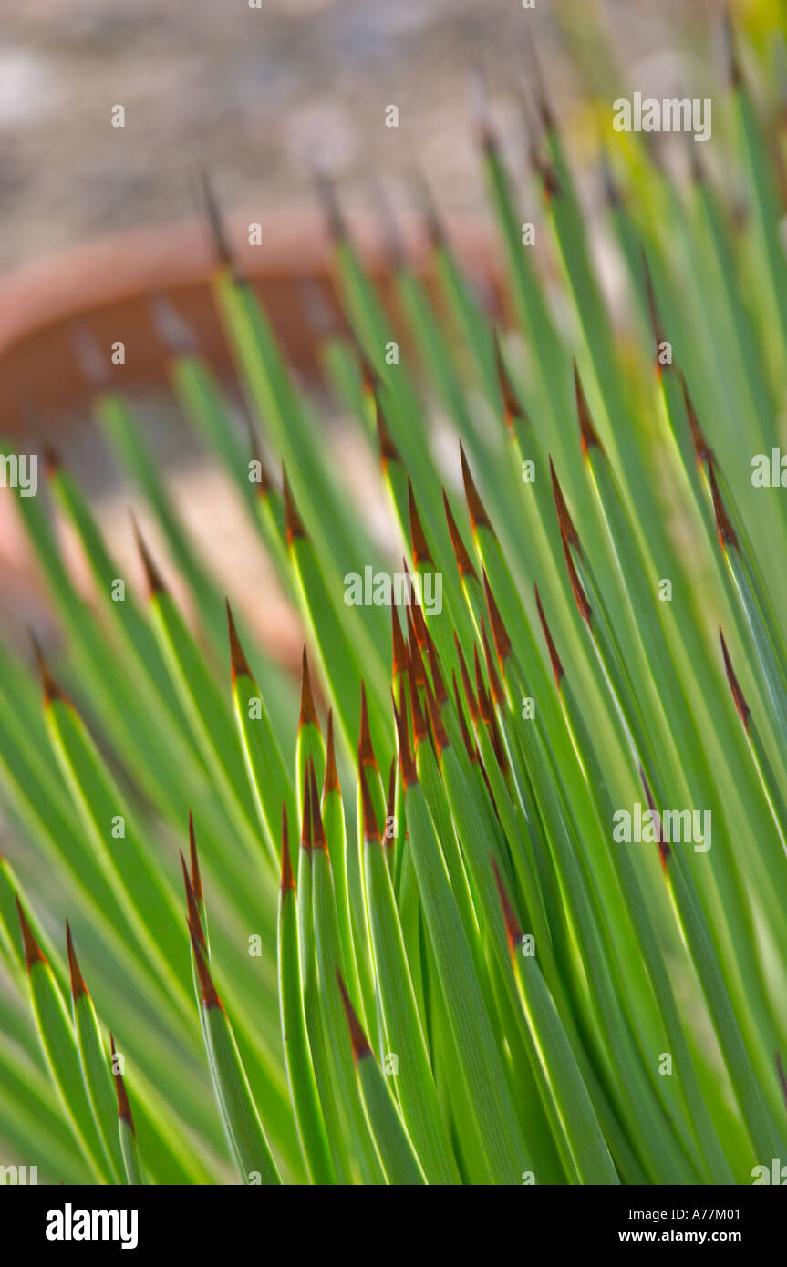 Igel Agaven (Agave Stricta) stacheligen grünen klingen, Botanischer Garten Prag, Tschechische Republik Stockfoto