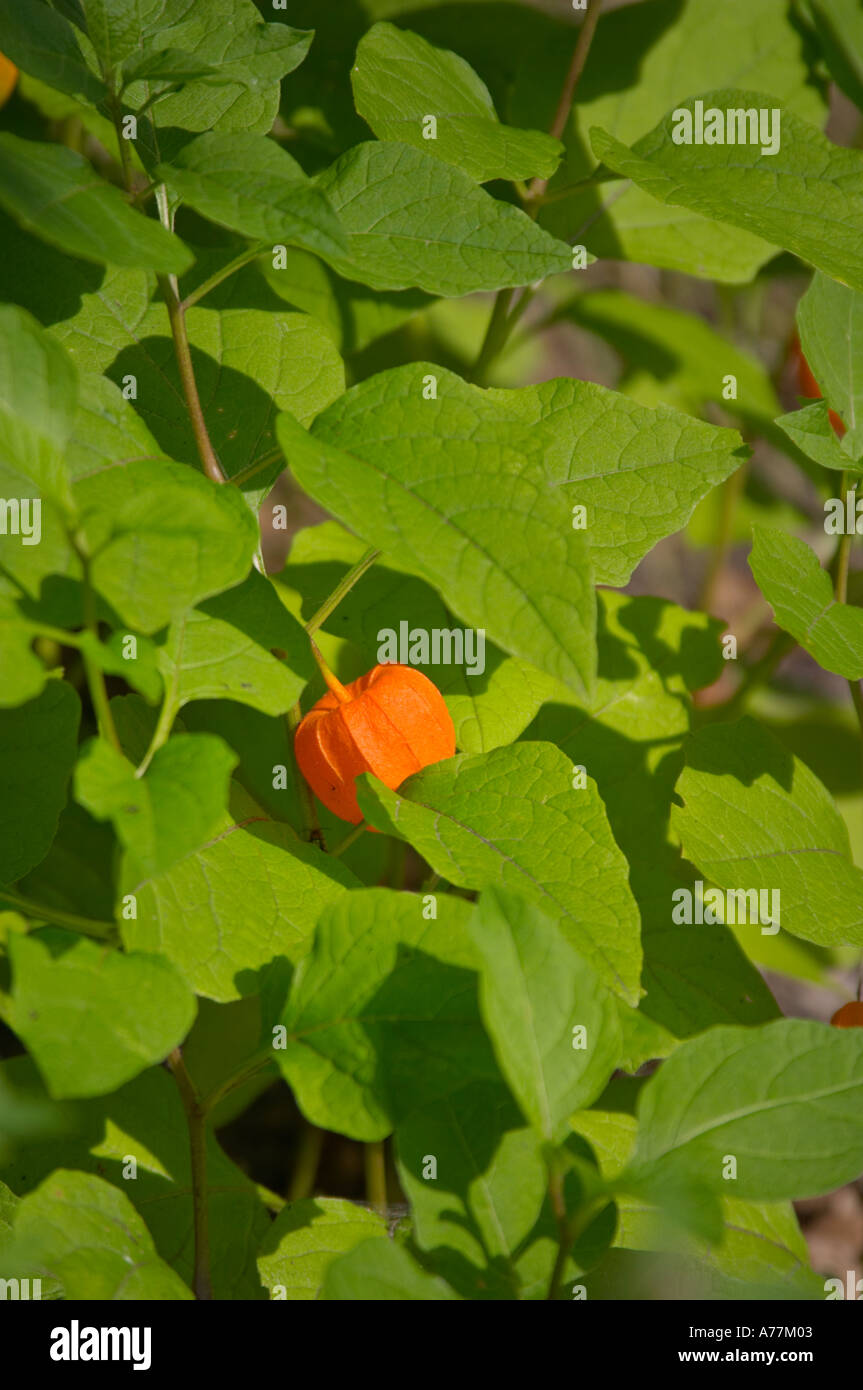 Chinesische Laterne (Physalis Alkekengi) im Botanischen Garten, Prag, Tschechische Republik, EU. Stockfoto