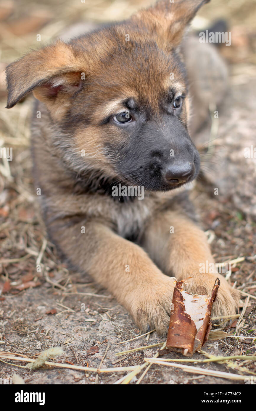 Traurig aussehende Schäferhund Welpen Stockfotografie - Alamy