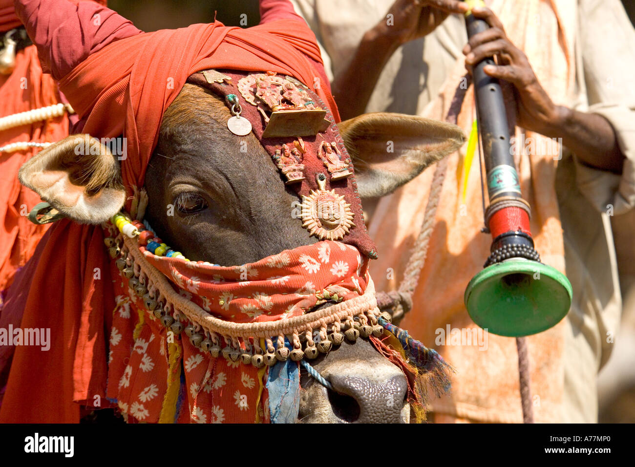 Ein indischer Mann spielen eine Nadaswaram (Oboe-Typ) mit seinen bunten dekoriert Bull spielen traditionellen indischen Musik für Touristen. Stockfoto