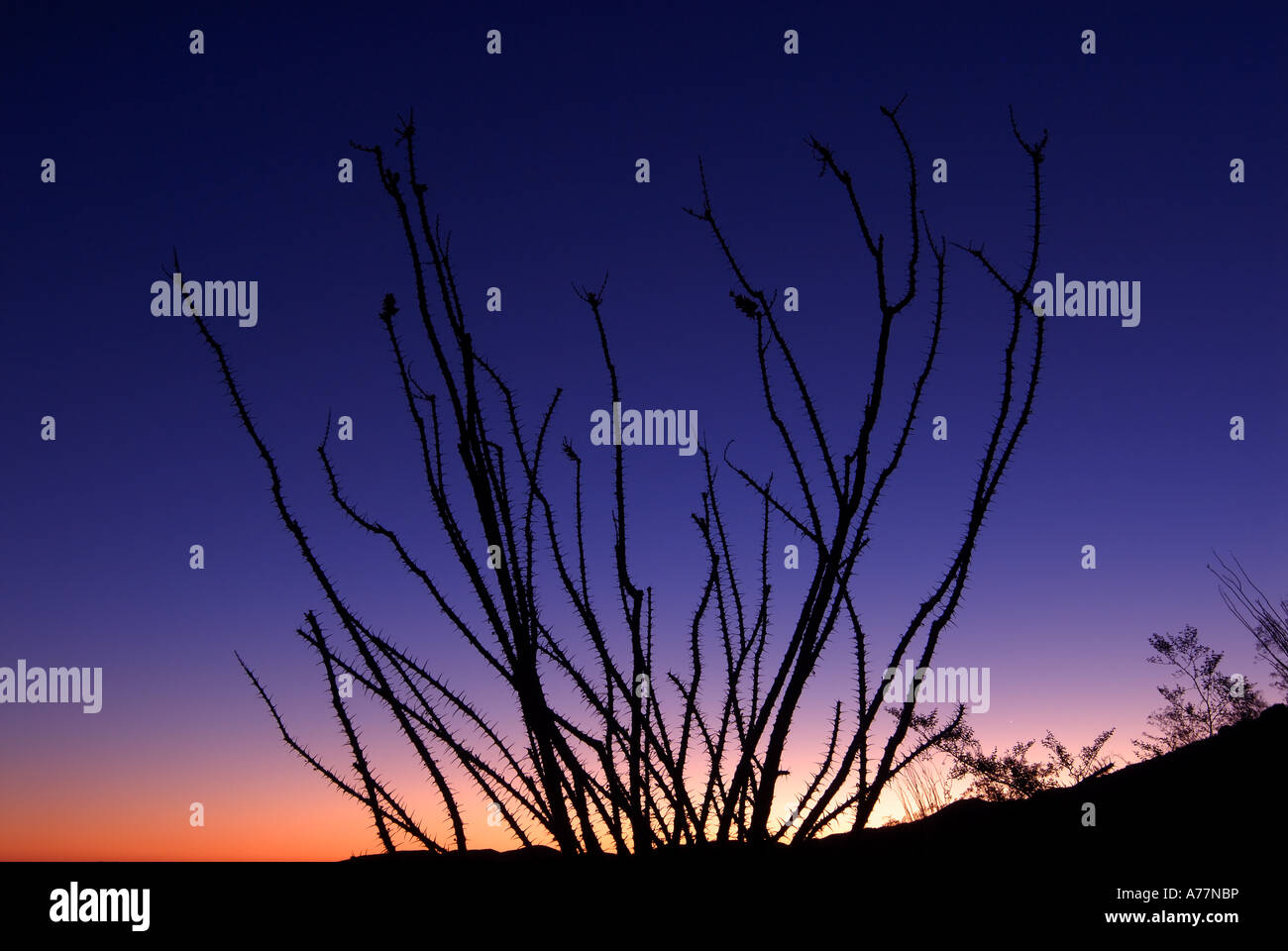 Ocotillo Kaktus und Mond in der Nähe von Split Mountain, Anza Borego, Kalifornien Stockfoto