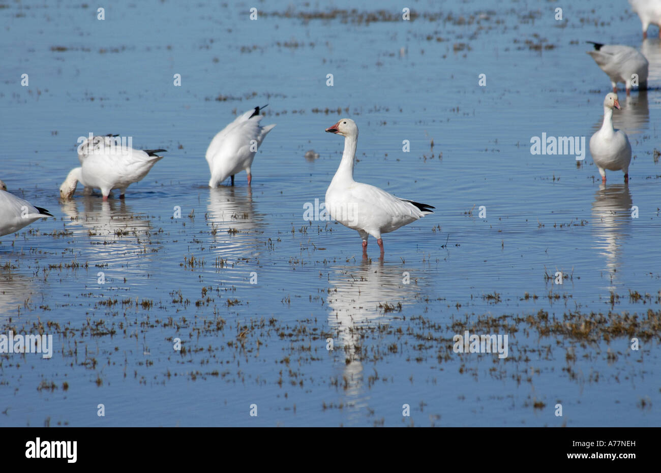 Schneegänse Essen in den Sumpf von Cibola National Wildlife Refuge Stockfoto