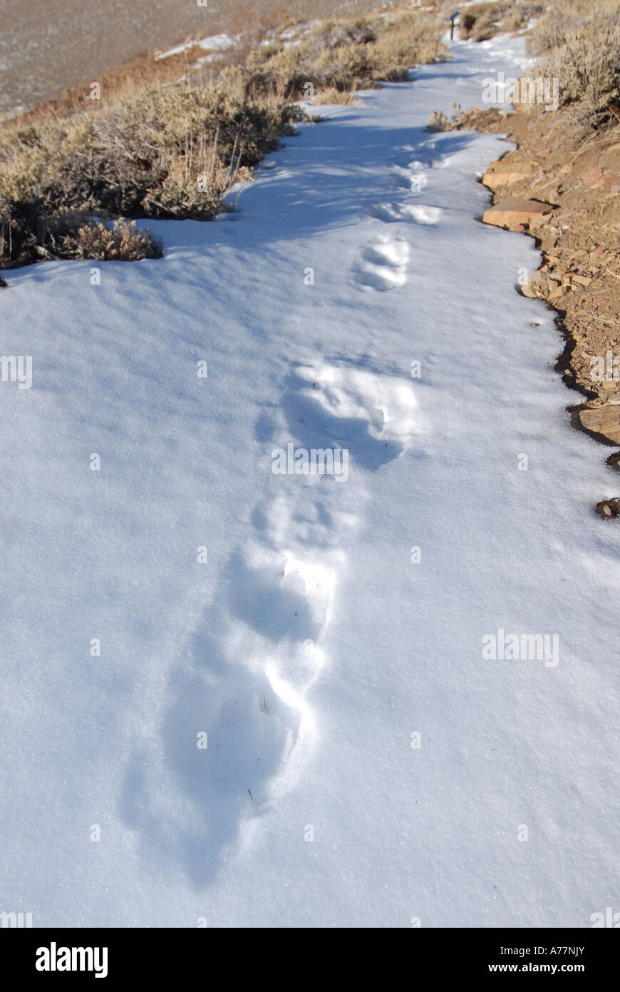 Erlebnispfad, Ancient Bristlecone Pine Forest, White Mountains, Kalifornien Stockfoto