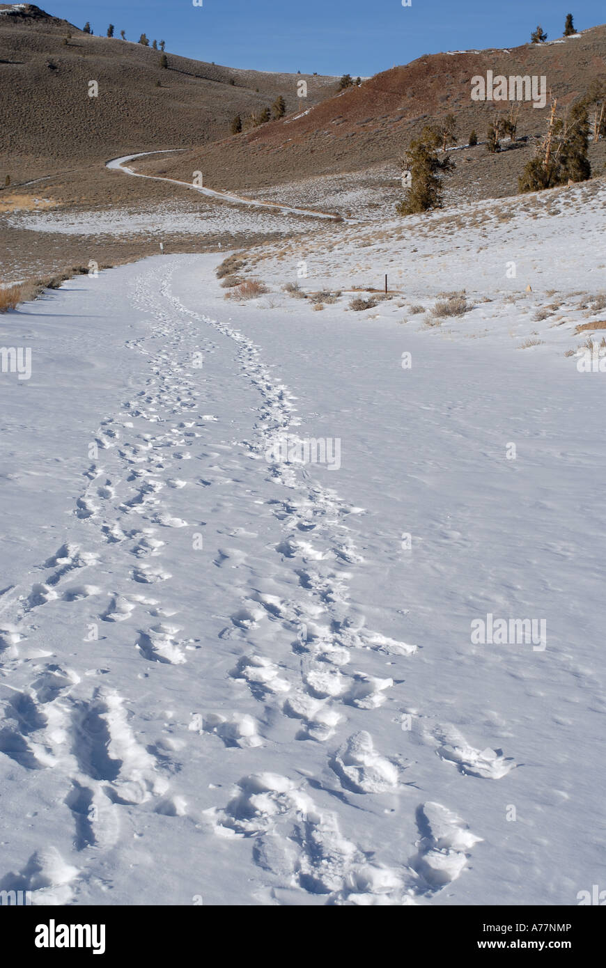 Straße in Richtung Schulman Grove, Bristlcone Pine Forest, Kalifornien Stockfoto