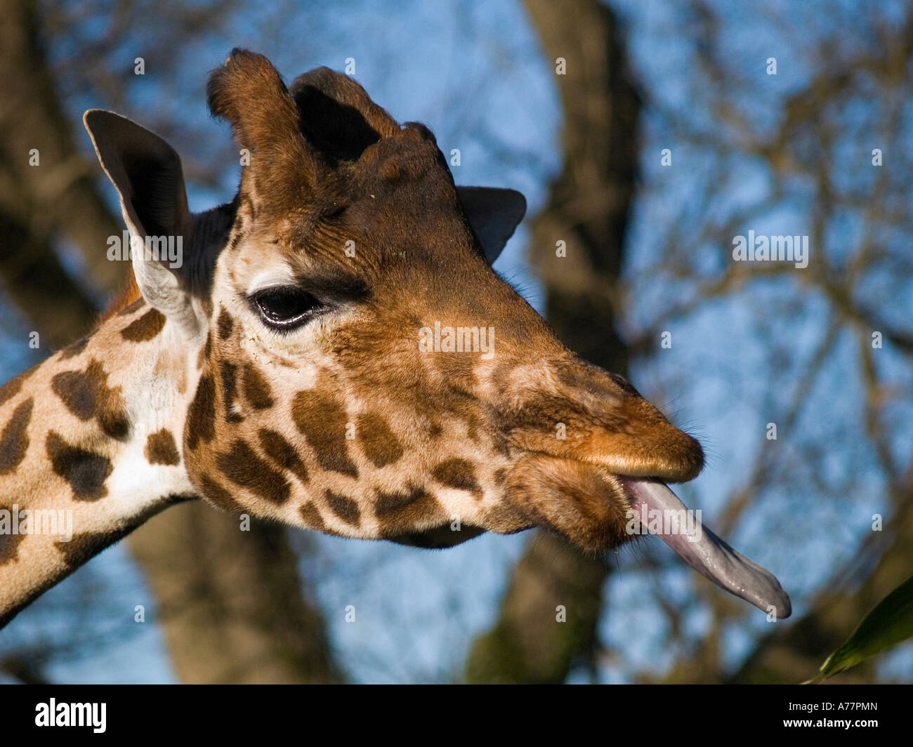 Freche Giraffe Portrait Stockfoto