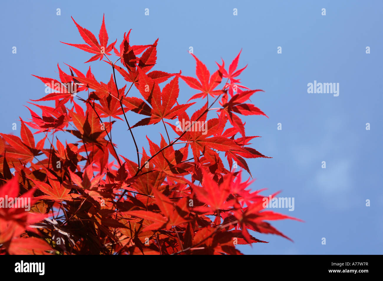 Rote Ahornblätter gegen blauen Himmel Stockfoto