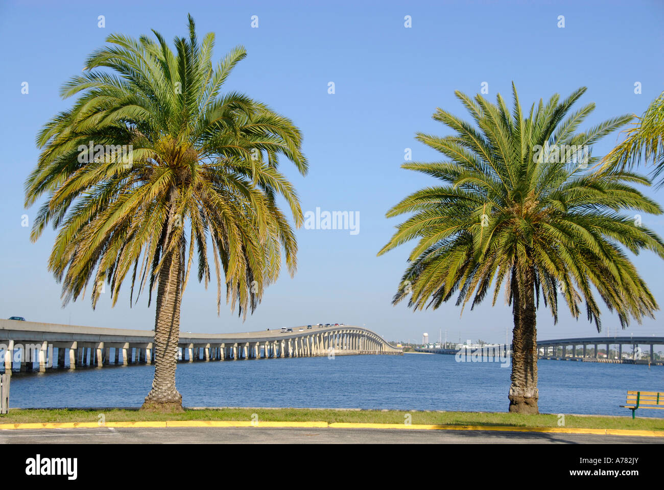 Königliche Palme im Gilchrist Stadtpark in Punta Gorda, Florida FL Stockfoto
