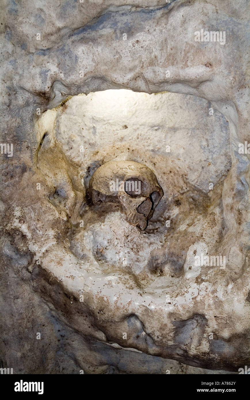 dh prähistorische Höhlen Ort ST MICHAELS HÖHLE GIBRALTAR Nachbildung des ersten menschlichen Schädels vom Typ Neandertalertyp Vorgeschichte Mensch Schädel Skelett Skelett bleibt Skelett Stockfoto
