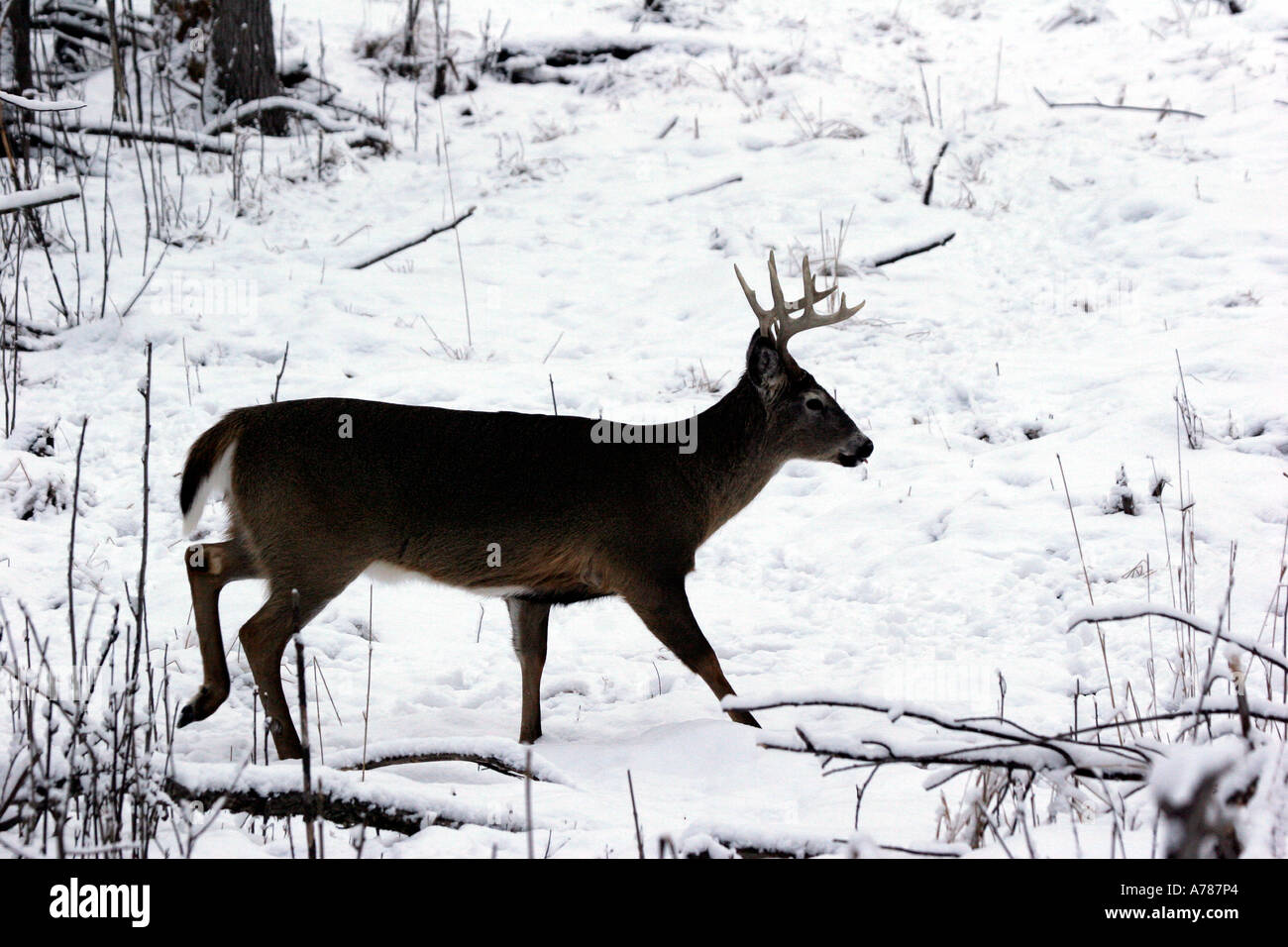 Männliche White Tail Deer Buck im nördlichen Wisconsin und Minnesota gefunden Stockfoto