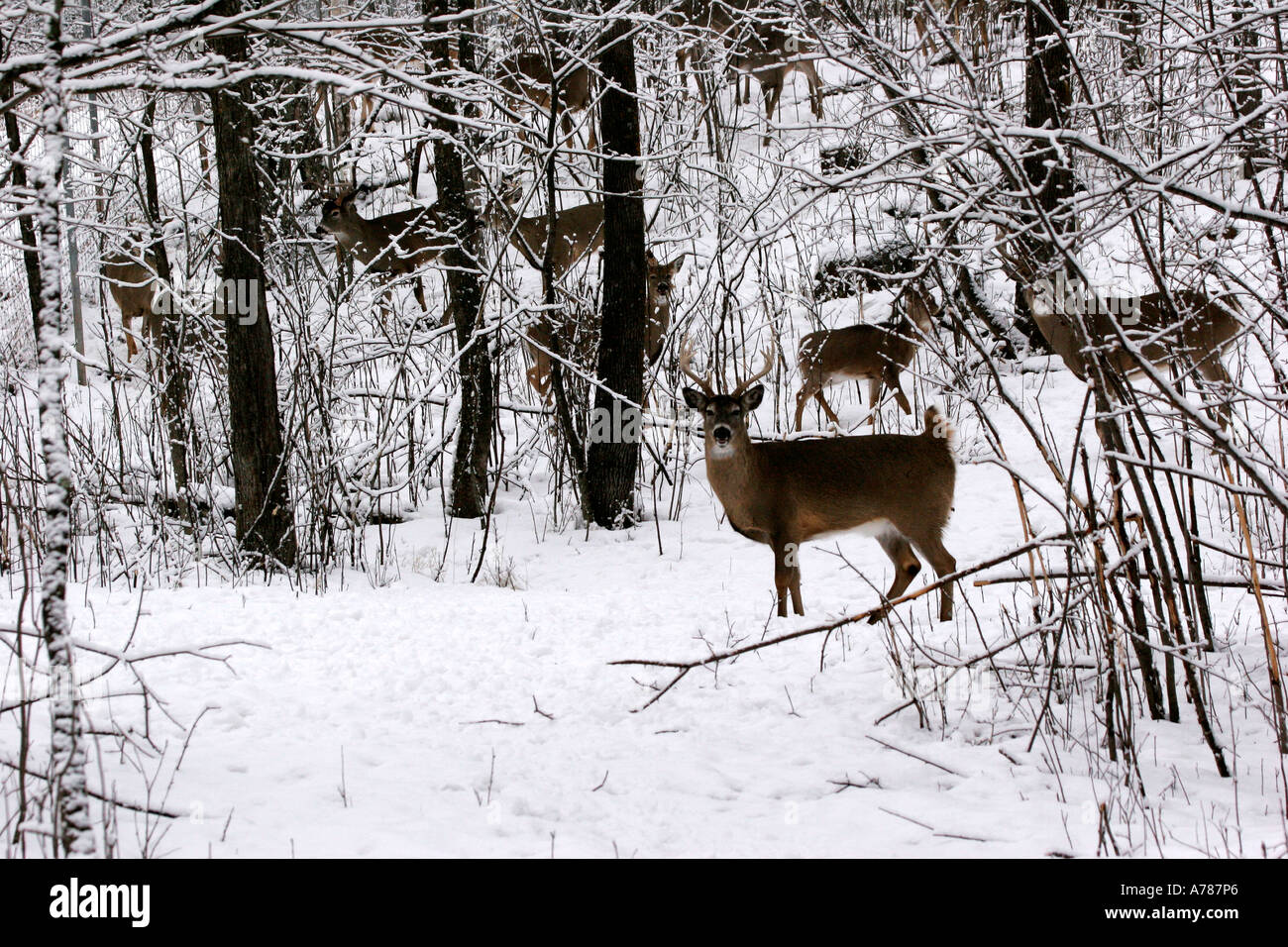 Herde von White Tail Hirsche im nördlichen Wisconsin und Minnesota gefunden Stockfoto
