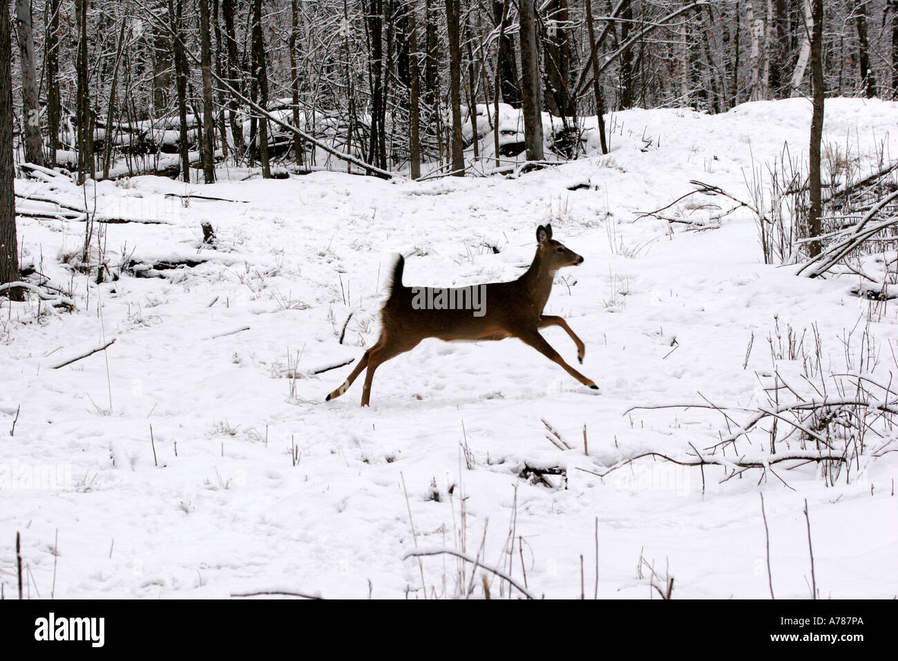 White Tail Deer Doe im nördlichen Wisconsin und Minnesota gefunden Stockfoto