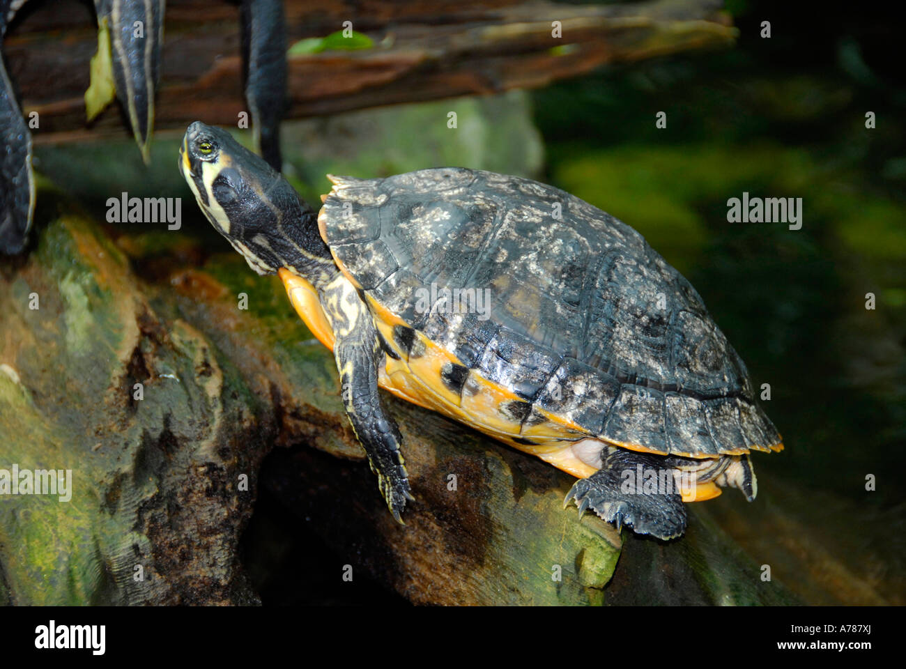 Schildkröten auf dem Display an das Florida Aquarium in Tampa Florida FL Stockfoto