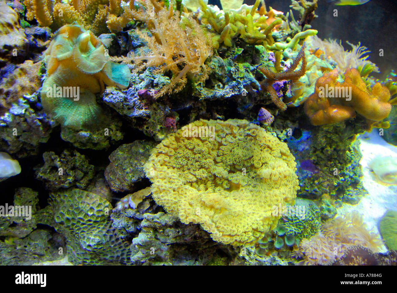 Lebende Korallen und Tausende von Arten von tropischen Fischen Stockfoto