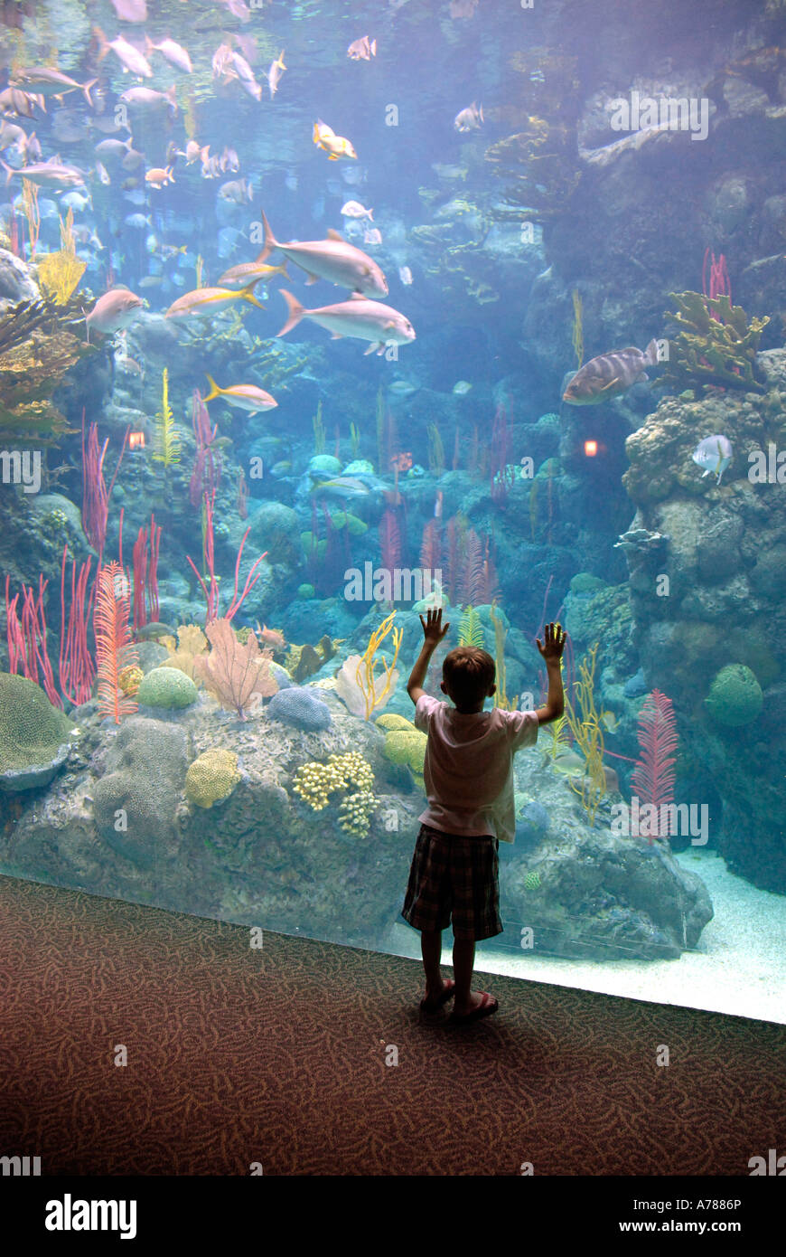 Kind berührt das Glas in Erstaunen über das Florida Aquarium in Tampa Florida FL Stockfoto