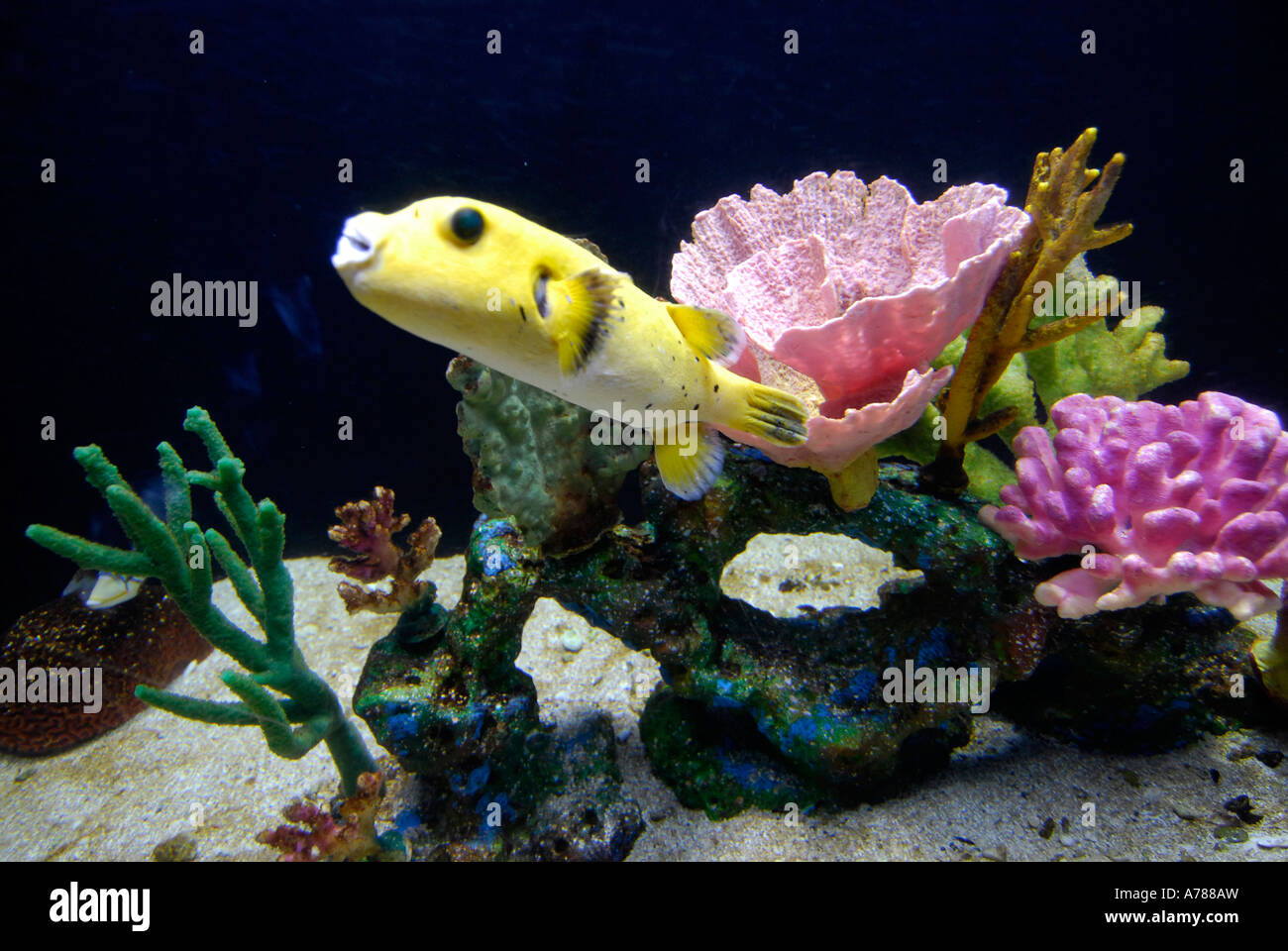 Lebende Korallen und Tausende von Arten von tropischen Fischen Stockfoto