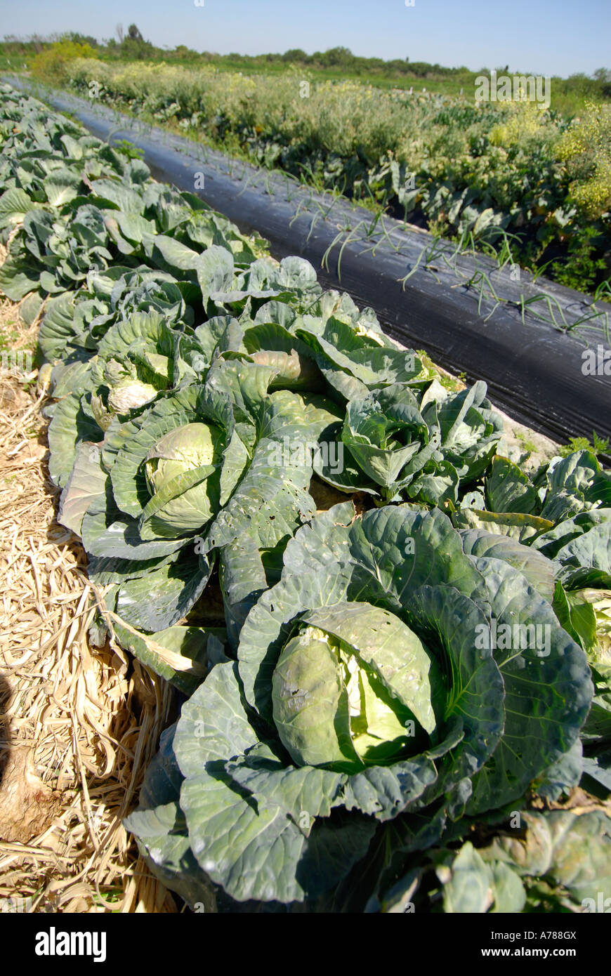 Grünkohl Gemüse Frischwaren und LKW Obstbau in Ruskin Florida Tampa Hillsborough County Golf Zentral-West Stockfoto