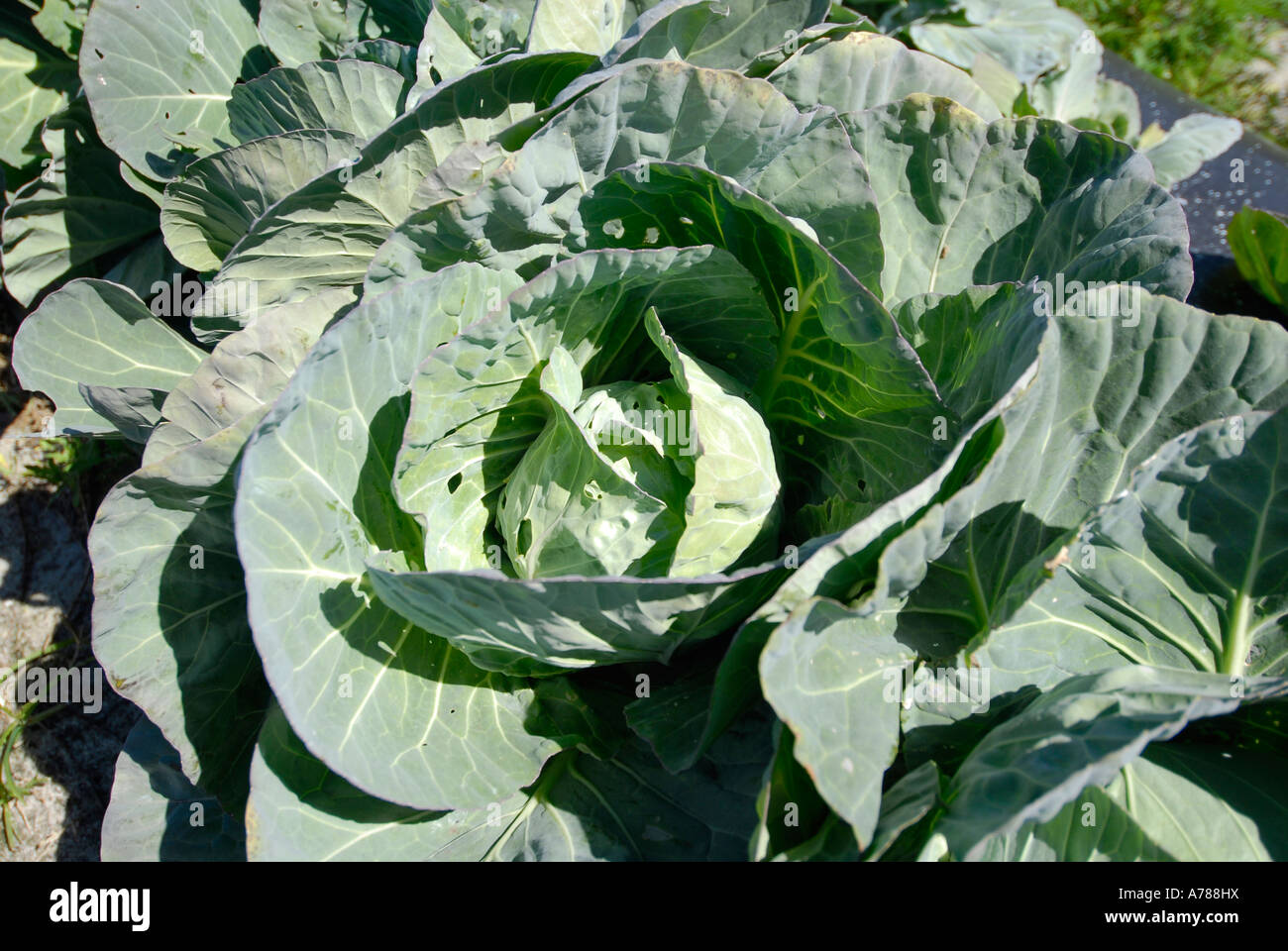 Grünkohl Gemüse Frischwaren und LKW Obstbau in Ruskin Florida Tampa Hillsborough County Golf Zentral-West Stockfoto