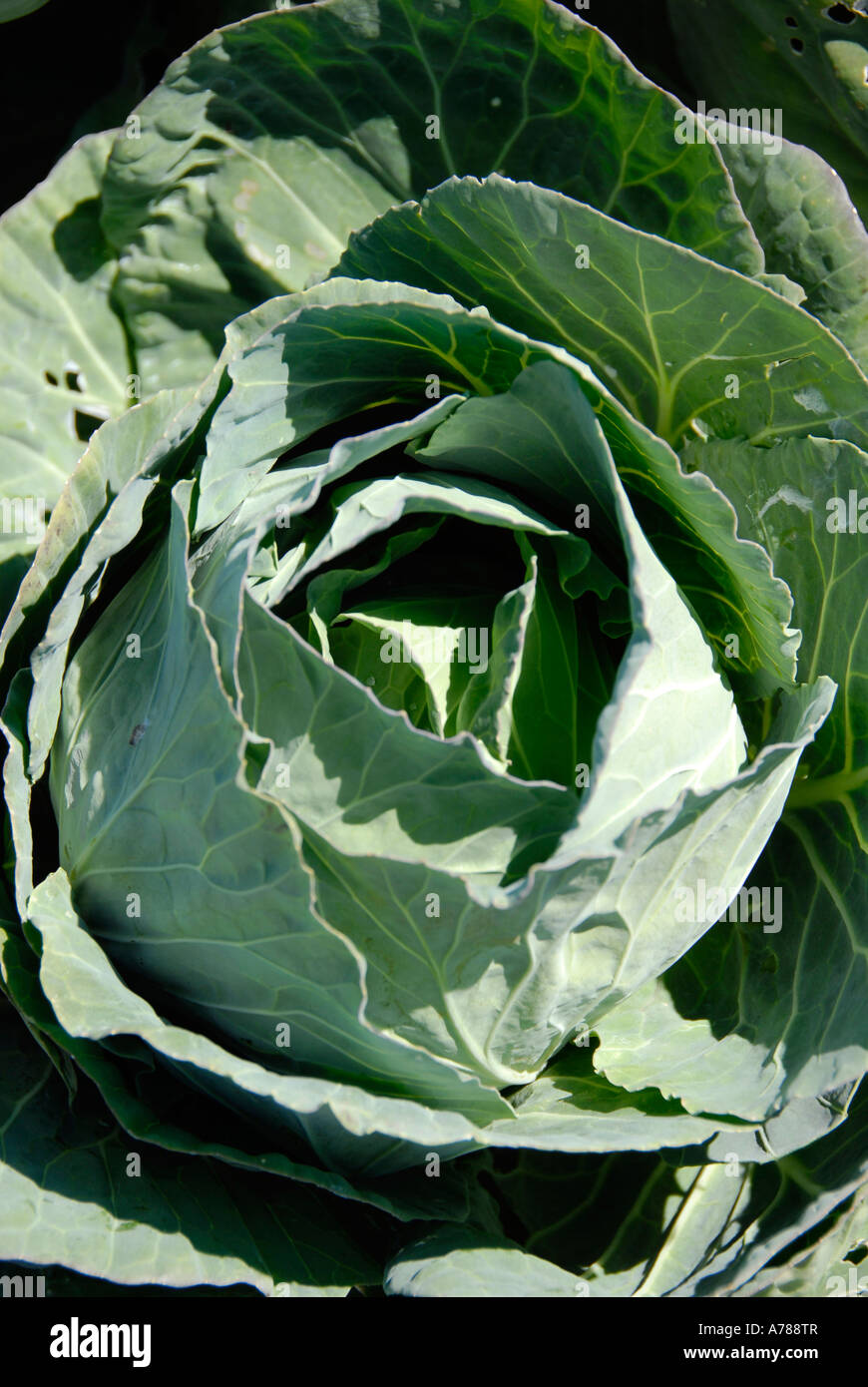 Grünkohl Gemüse Frischwaren und LKW Obstbau in Ruskin Florida Tampa Hillsborough County Golf Zentral-West Stockfoto