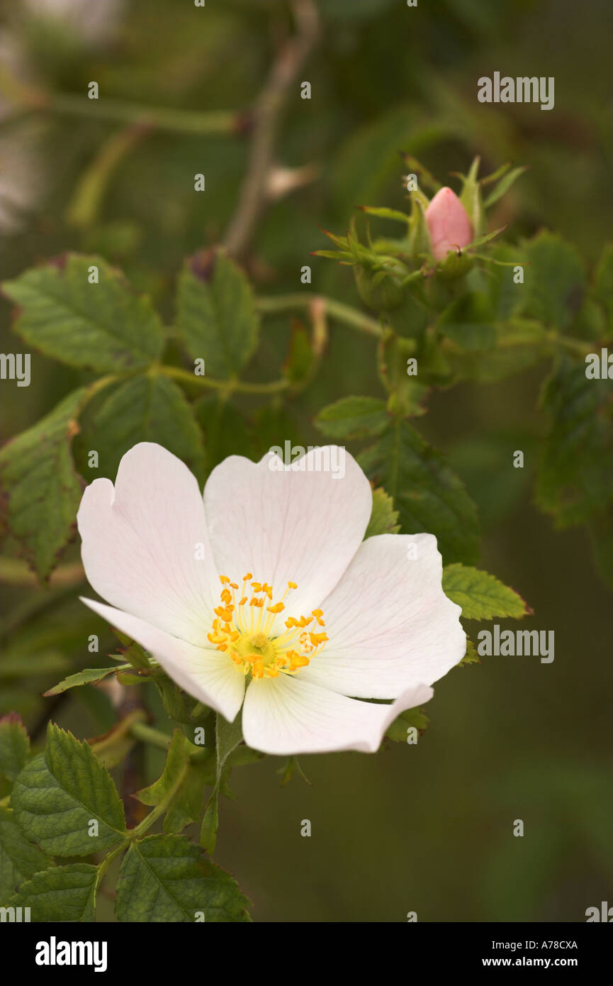 rose Rosa Arvensis Feld Stockfoto