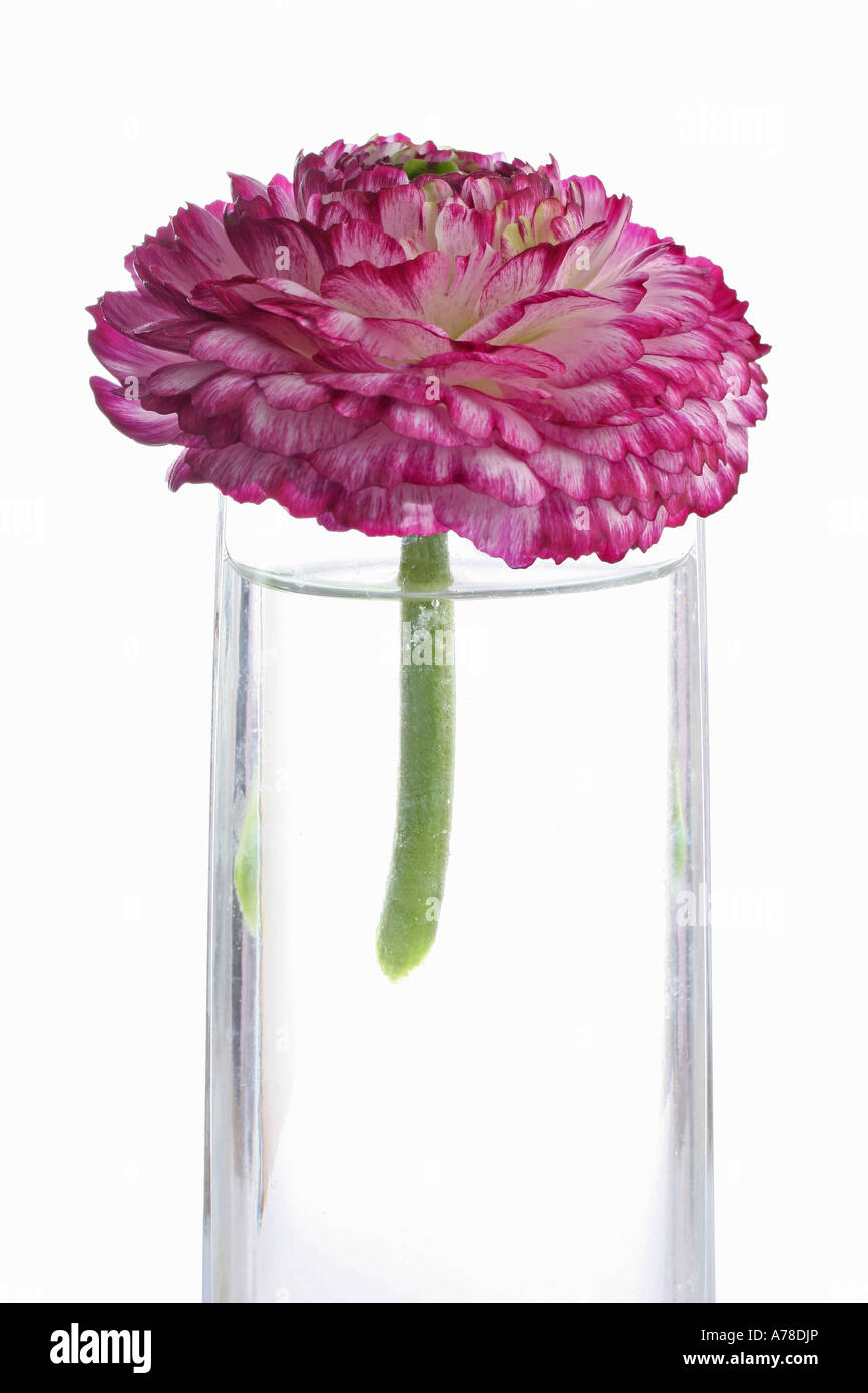 Ein einzelnes stammten Ranunculus Auszeichnung in eine Vase mit Wasser Stockfoto