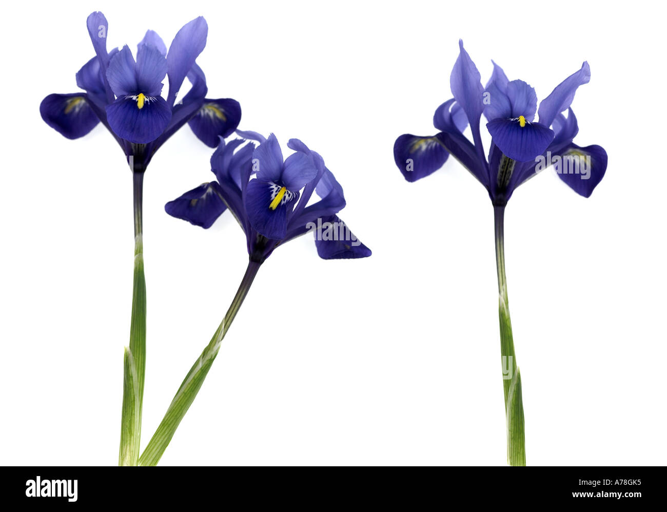 Drei Iris Reticulata Harmonie Blumen auf weißem Hintergrund Stockfoto