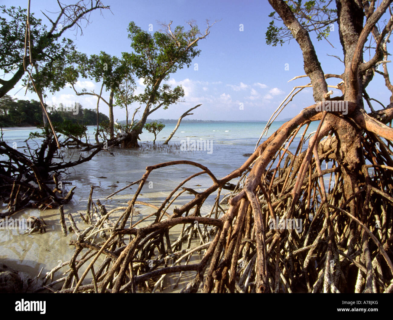 Indien-Andamanen Havelock Nummer vier Dorf Strand Küste Mangroven Stockfoto