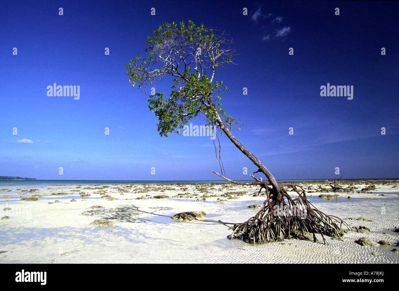 Indien-Andamanen Havelock Nummer fünf Strand mangrove Stockfoto