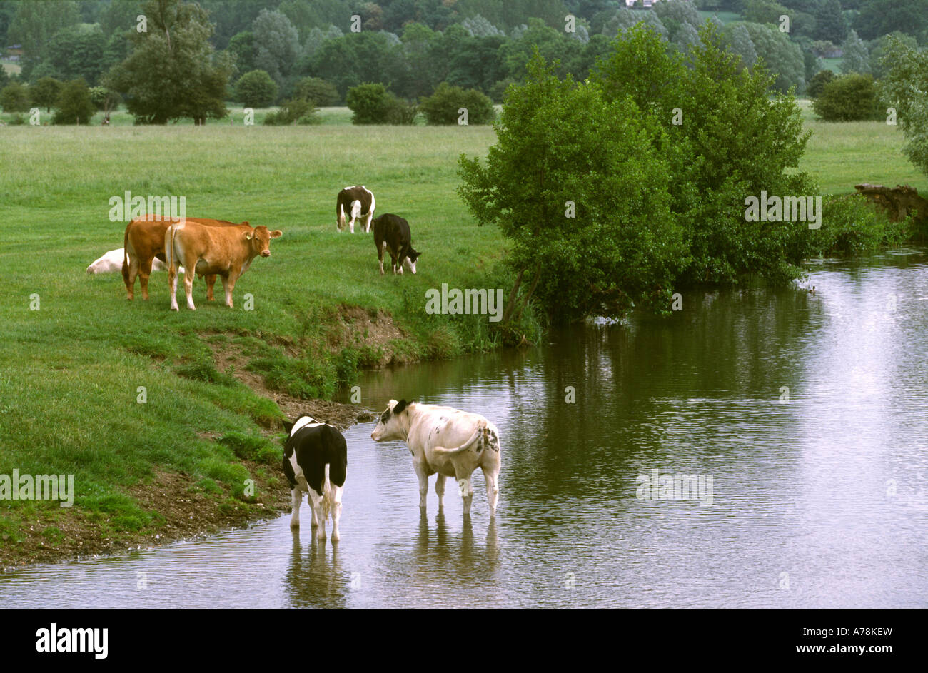 UK Essex Constable Country Rinder im Fluss Stour in Dedham Stockfoto