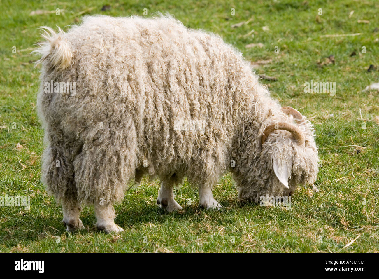 Angora-Ziege Weiden seltene Rasse Vertrauen Cotswold Farm Park Tempel Guiting in der Nähe von Stow auf die UK würde Stockfoto