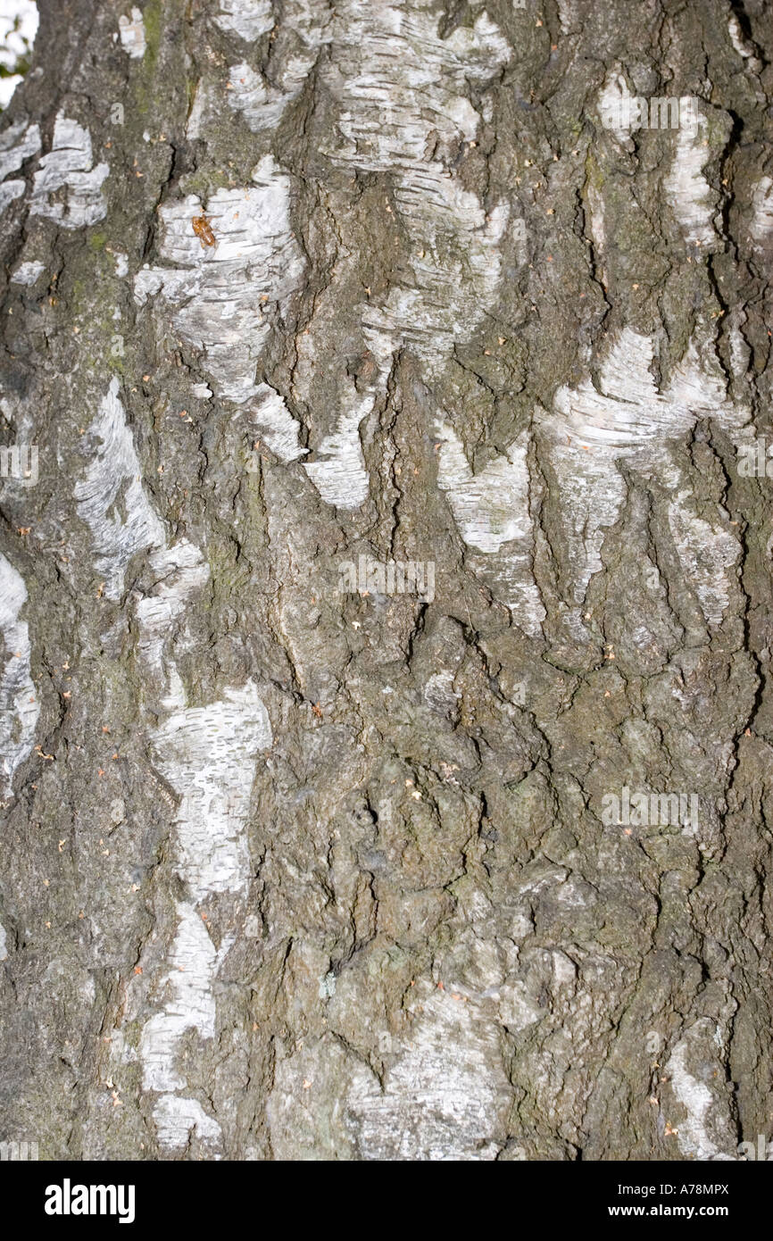 Rinde und Stamm der gemeinsamen Birke Baum Betula Pendel Neuseeland Christchurch Botanical Gardens Stockfoto