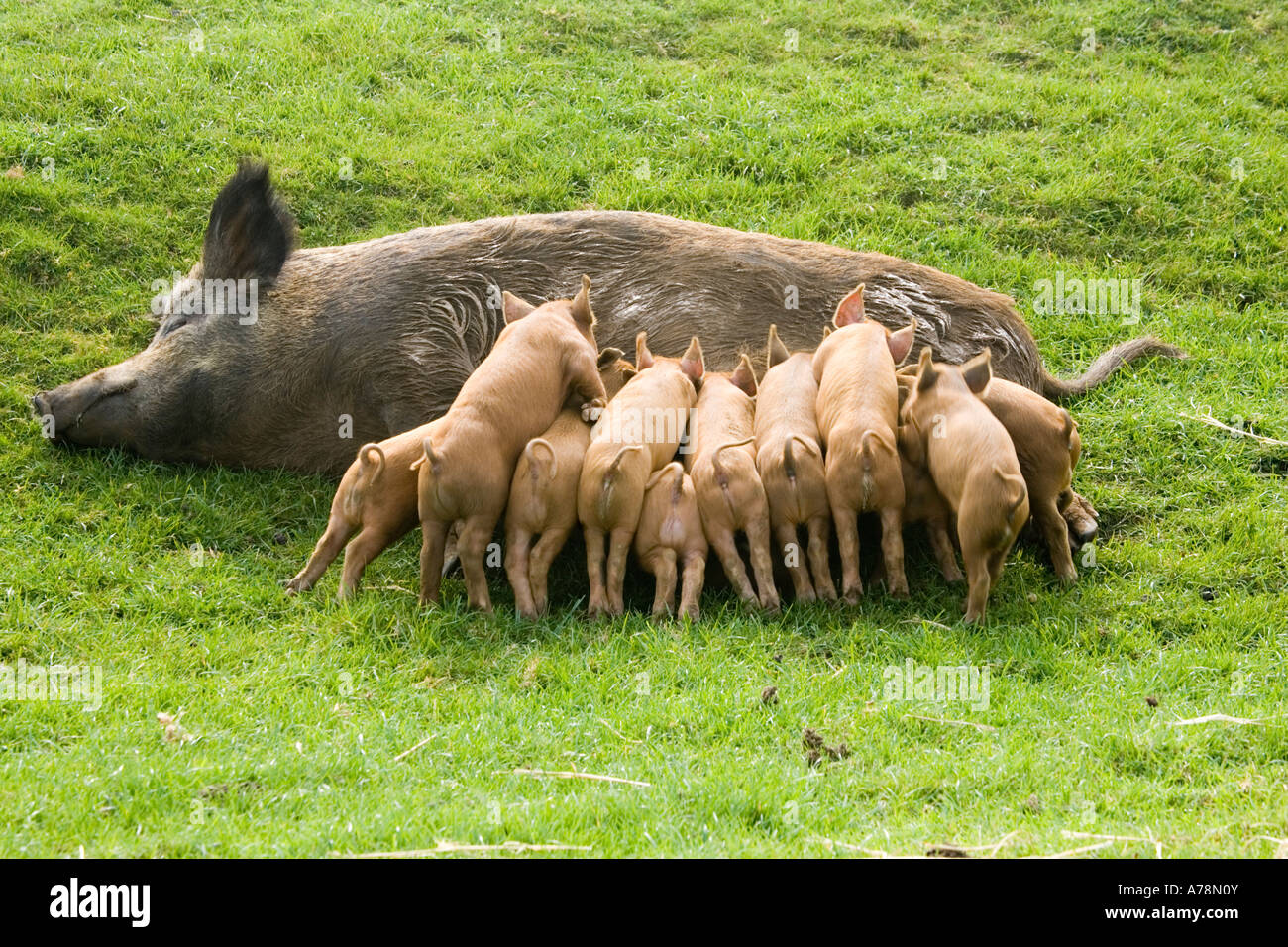 Eisenzeit Schwein mit großen Wurf Ferkel seltene Rasse Vertrauen Cotswold Farm Park Tempel Guiting in der Nähe von Stow Spanferkel, auf die würde UK Stockfoto