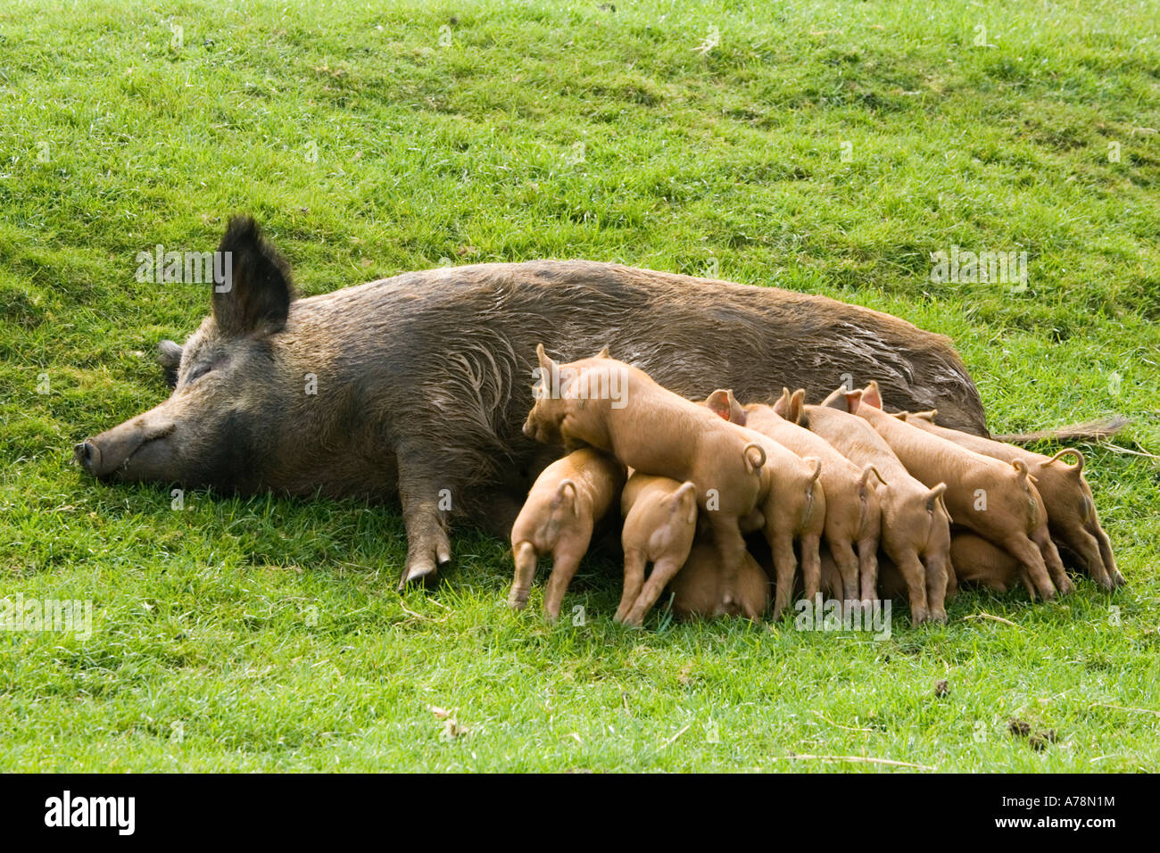 Eisenzeit Schwein mit großen Wurf Ferkel seltene Rasse Vertrauen Cotswold Farm Park Tempel Guiting in der Nähe von Stow Spanferkel, auf die würde UK Stockfoto