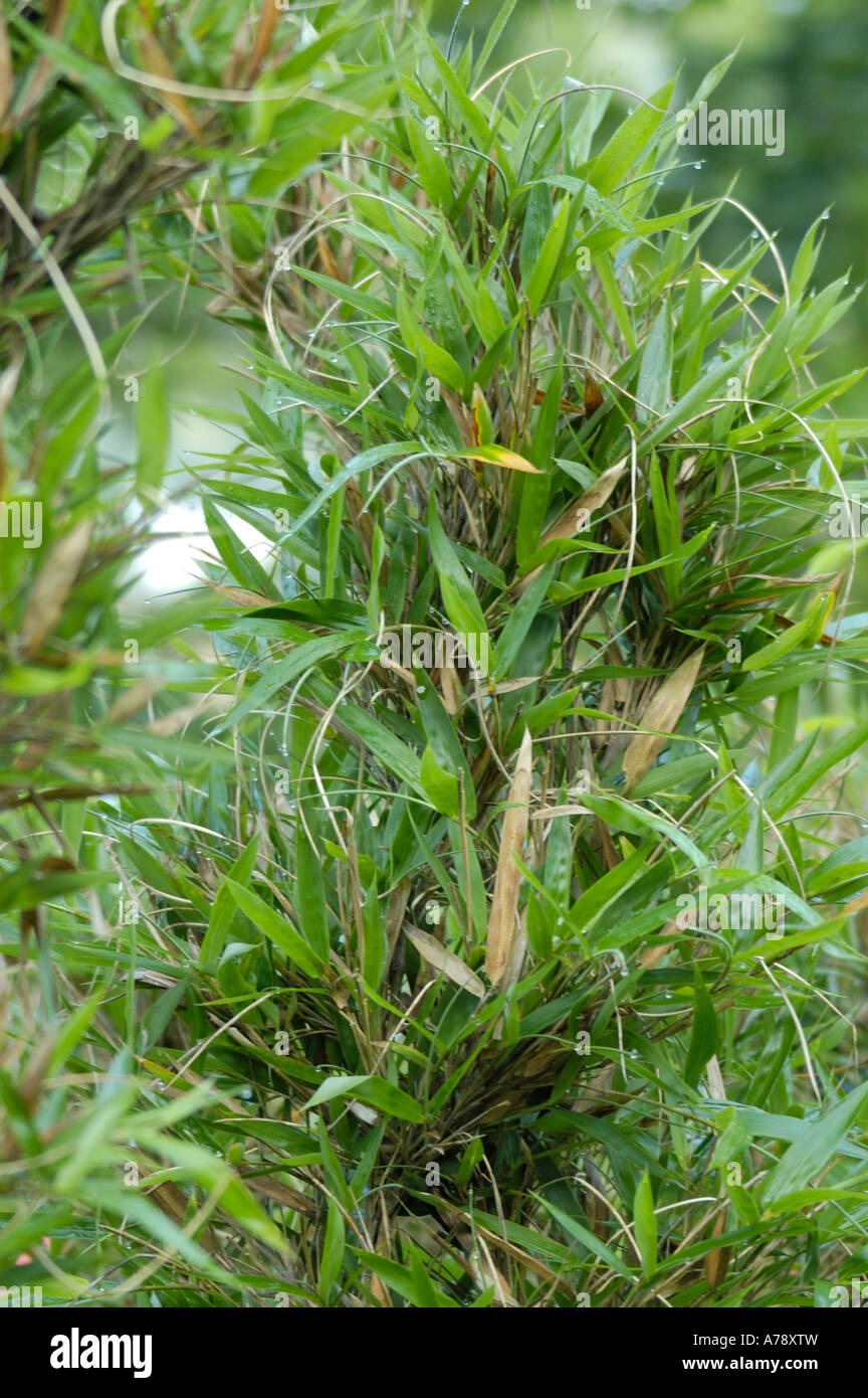 Kentucky-Cane Stockfoto