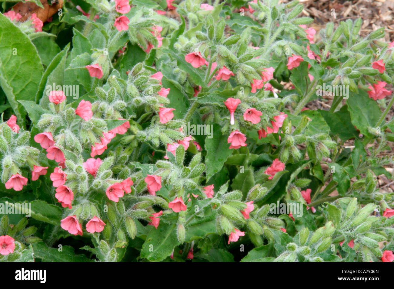 Pulmonaria Gartenrotschwänze April 15 Stockfoto