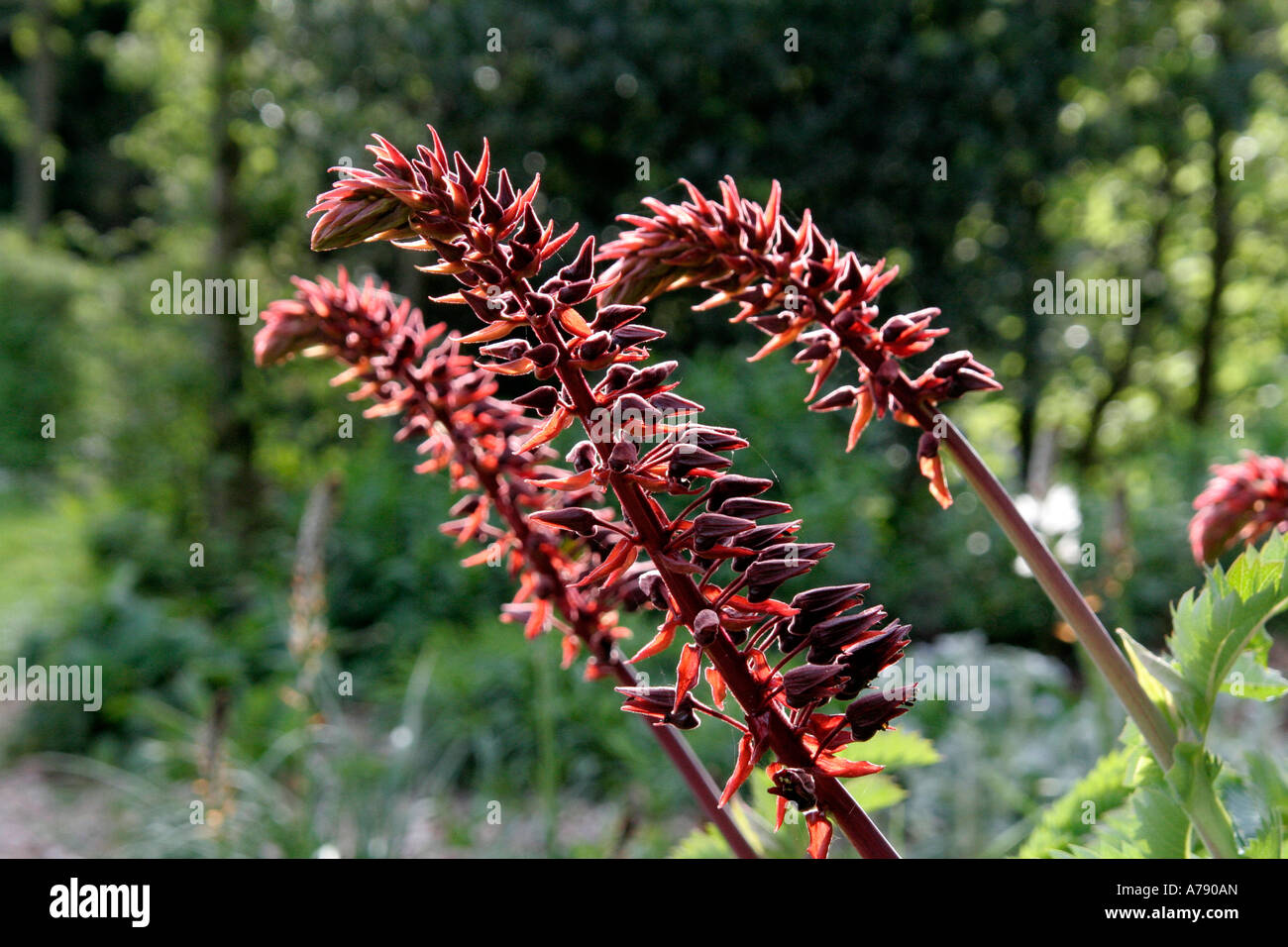 Melianthus große Blüte Mitte April in Holbrook Garten Devon Stockfoto
