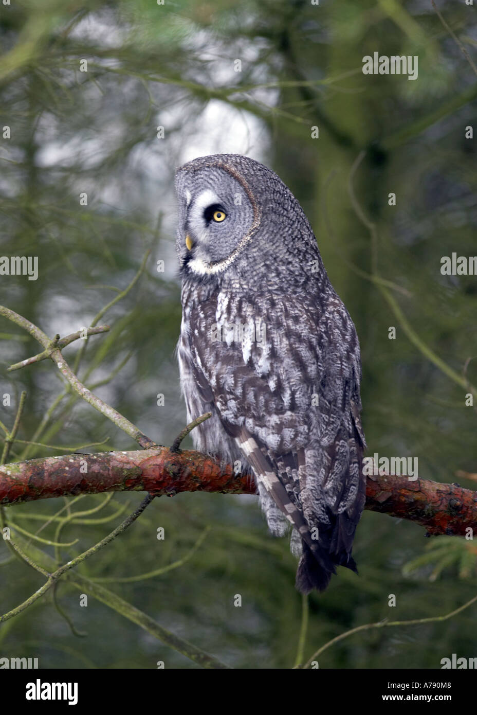 Großen grau-Eule (Strix Nebulosa) auf Ast des Baumes im Pinienwald Stockfoto