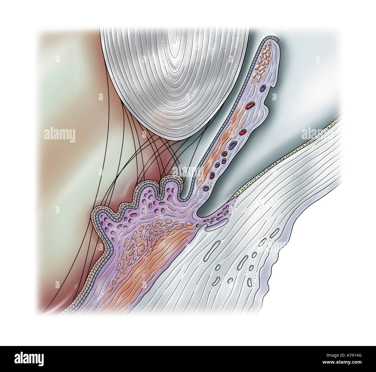 ILLUSTRATION - AUGE QUERSCHNITT Stockfoto