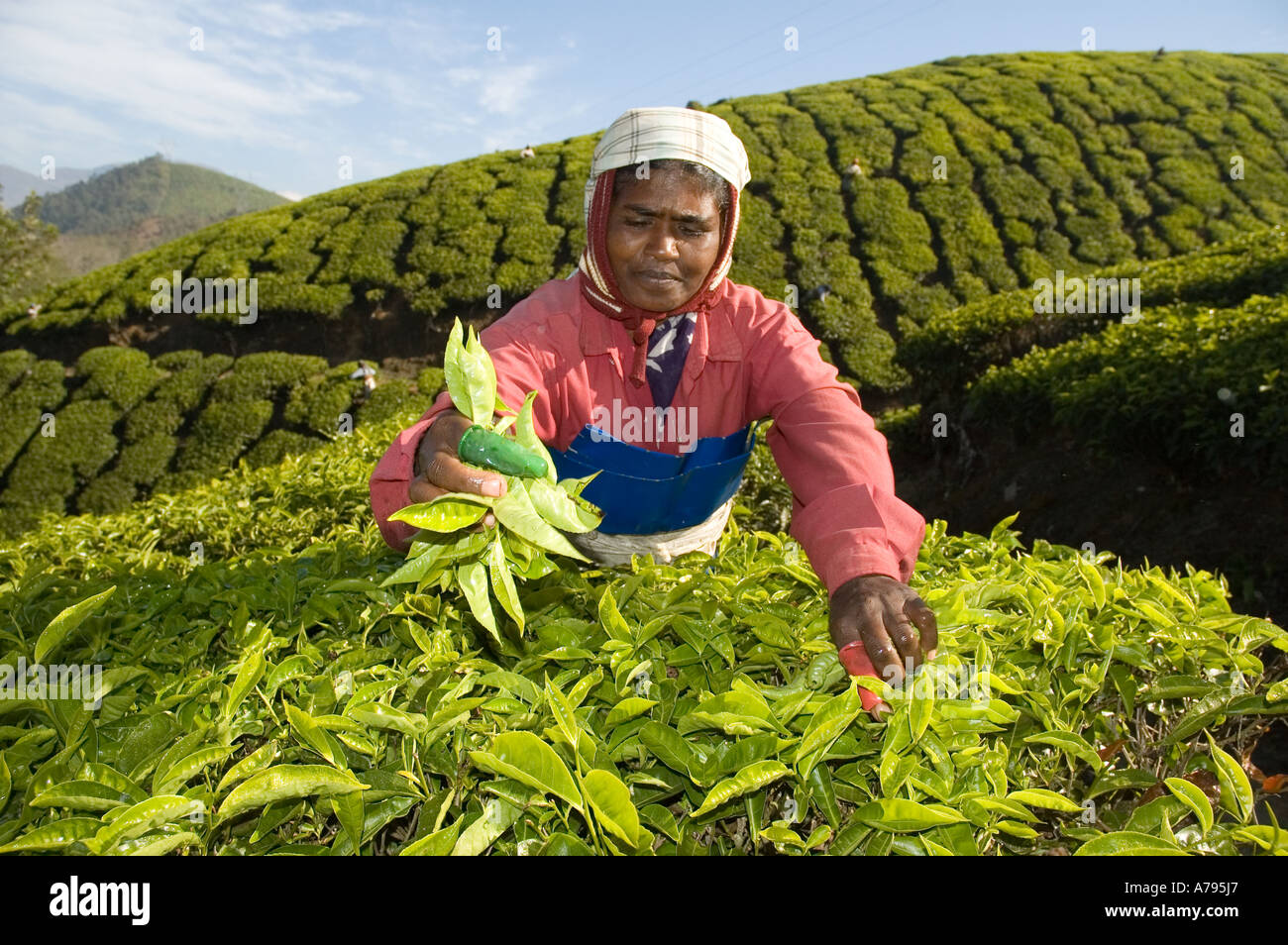 Eine Frau, die Kommissionierung Teepflanzen in Süd-Indien Stockfoto