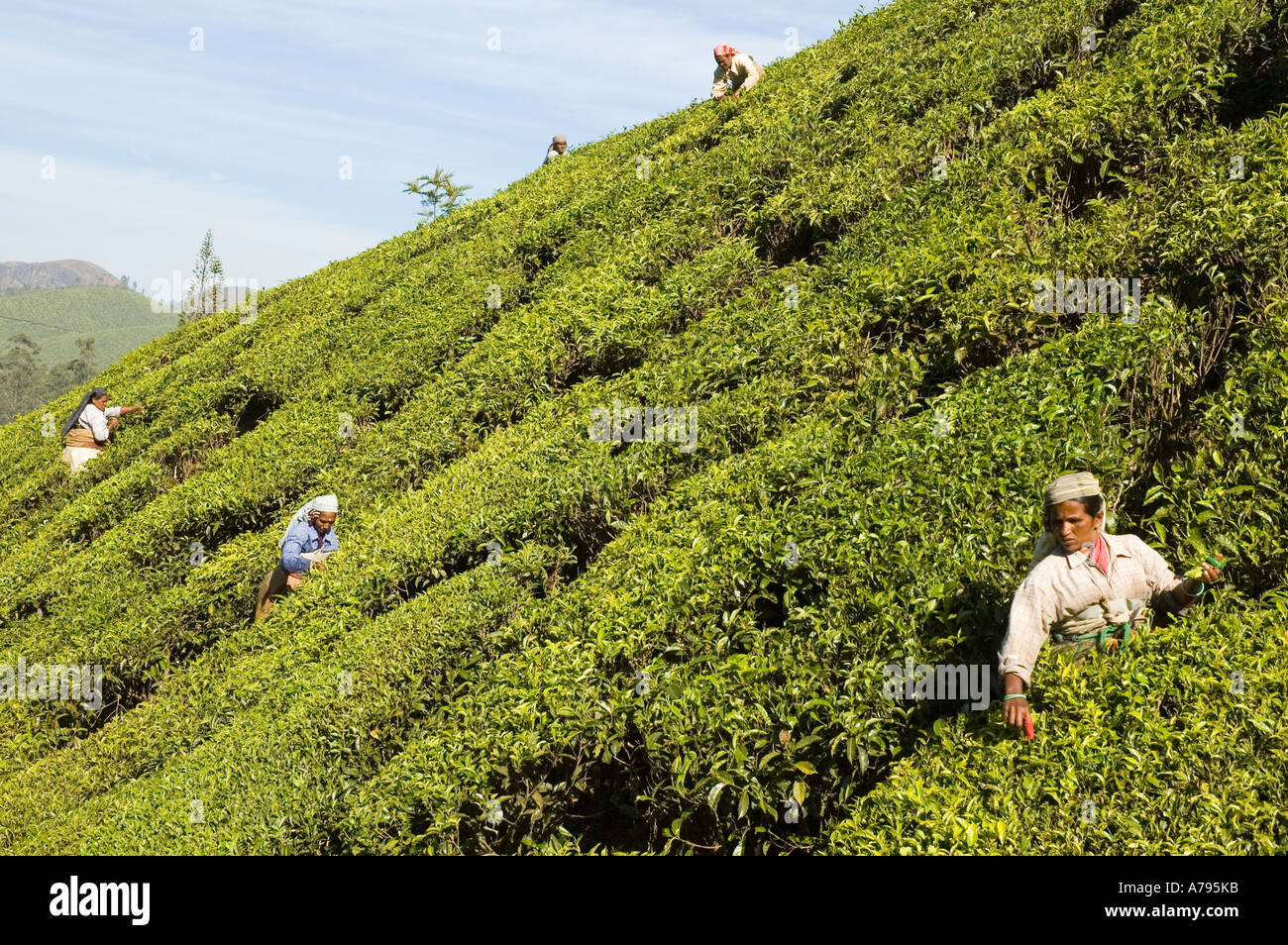 Menschen sammeln Blätter von Teepflanzen in den Hügeln von Munnar Kerala Süd-Indien Stockfoto