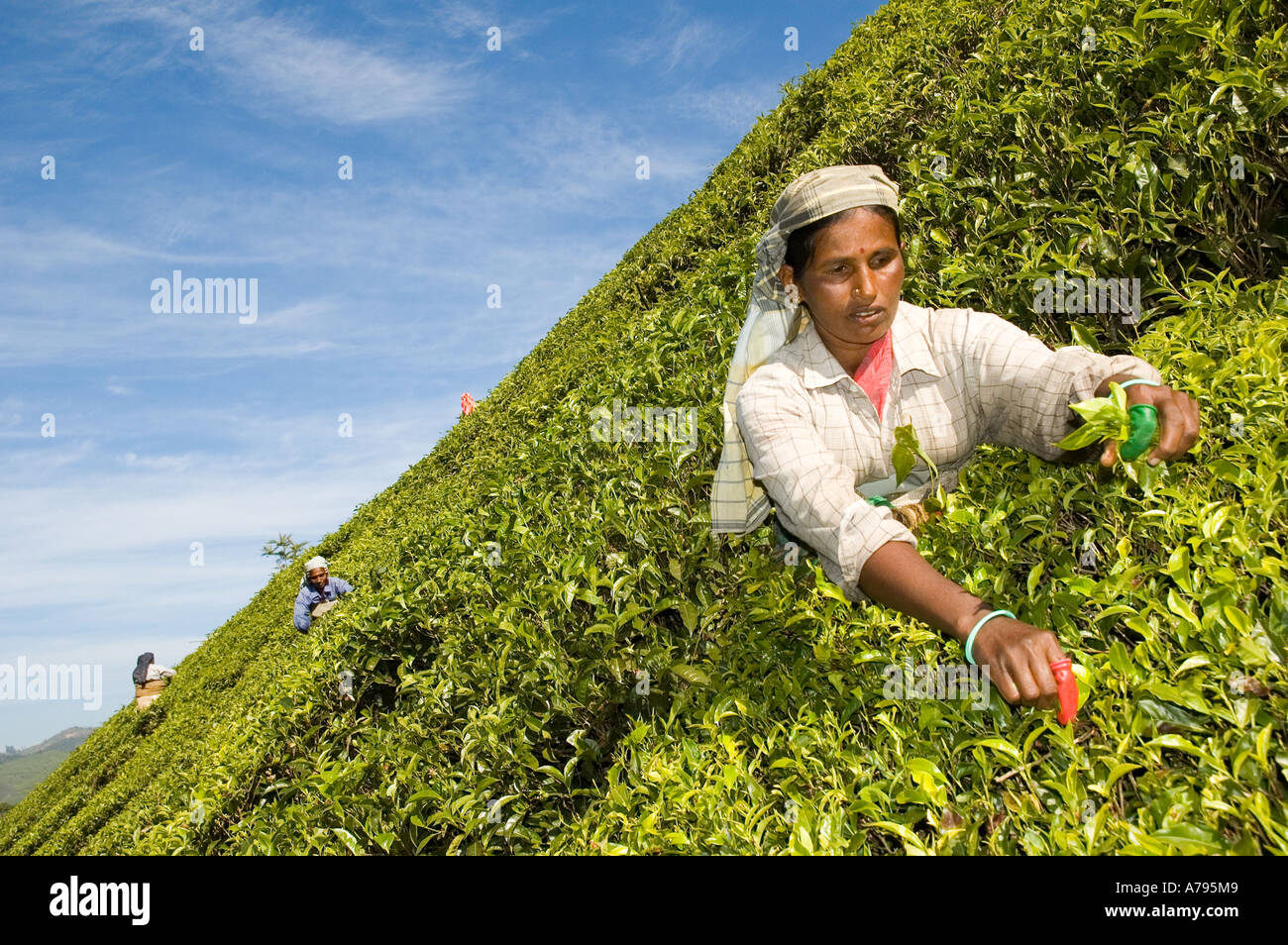 Arbeitnehmerinnen, die Kommissionierung Teepflanzen in den Hügeln von Munnar Kerala Süd-Indien Stockfoto