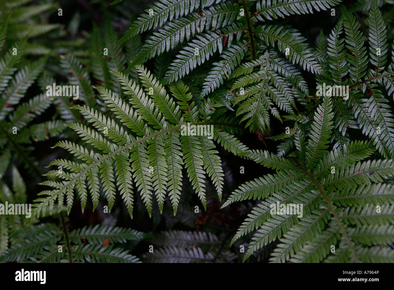 New Zealand Baumfarn Stockfoto