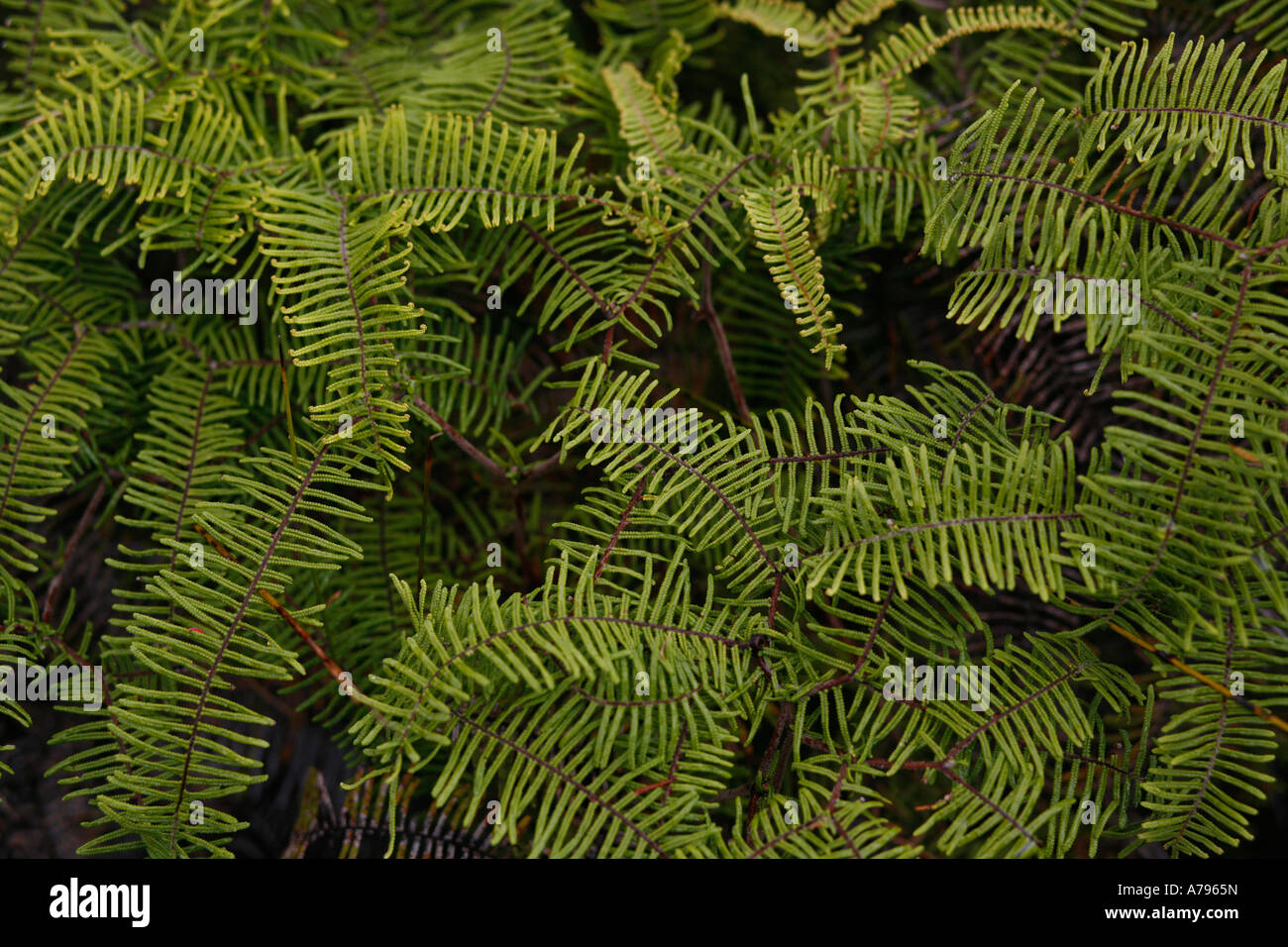 Neuseeland-Flora und Fauna Stockfoto